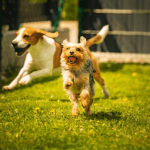 Paws & Reflect: The four dog paws Pet Podcast