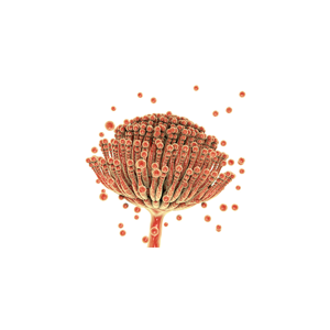 Mycotox