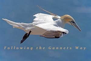 Follow the Gannetsway