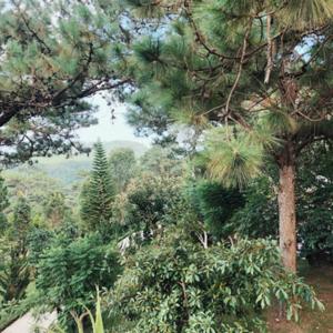 Dọn về Đà Lạt