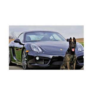 Exploring Different Types of Dog Breeds