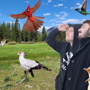 Kde hnízdí krásný pták