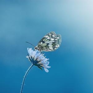 Prigioni o Ali di Anne Givaudan