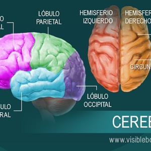 La anatomía cerebral