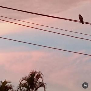 podcast de Elaine Norberto