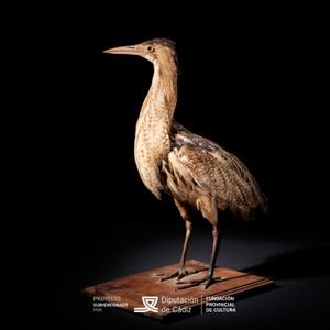 Catálogo sonoro de las aves migratorias de la provincia de Cádiz