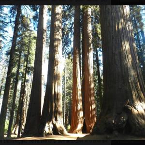 IN DIFESA DEI GIGANTI