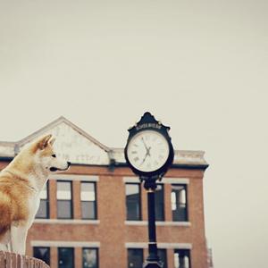La Historía de Hachiko
