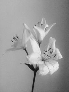 Fem Poem