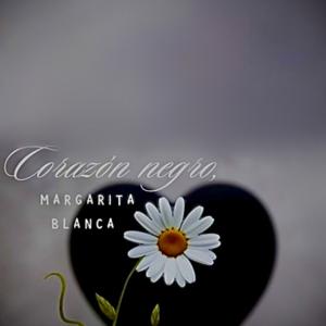 Corazón negro , Margarita blanca -audio