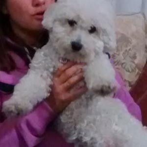 Animales responsables