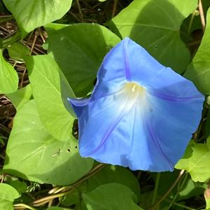 0Km eta Teknologia zirkularra