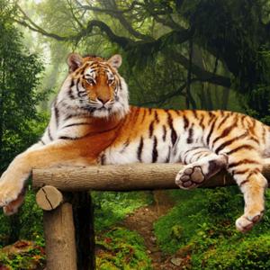 Cuentos de animales