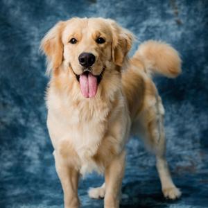 Hundeportal24: All About Dogs