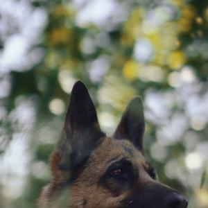 Amici a Quattro Zampe