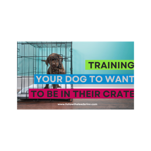 How to Train Your Dog to Want to be in their Crate