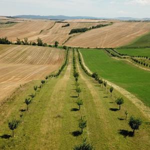 Agrolesnictví - šance pro udržitelnou krajinu