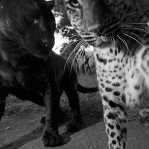 Onur Özdemir - Düşer O