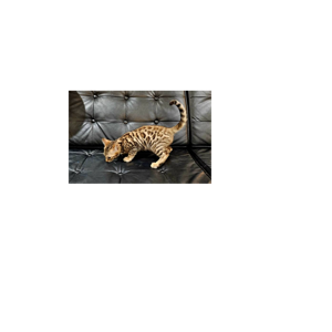 WRR 01 test