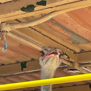 El podcast de Angela Eligio👑