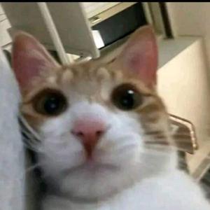 Tarea ingles, messi podcast, all tropies