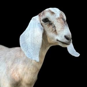 jeffjagoe 3Speak Podcast