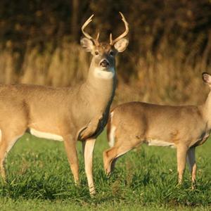Archery Pro Tips