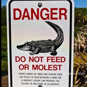 The Beans and Rice show