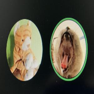 They Call Me Proportionate