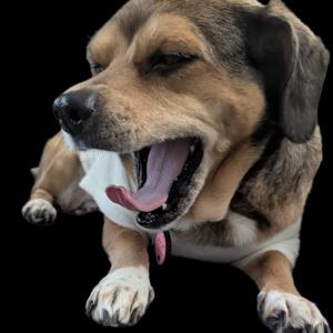 A Few Treats Away: A Rescue Dog's Tale