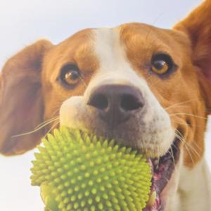 The Coerenza Approach