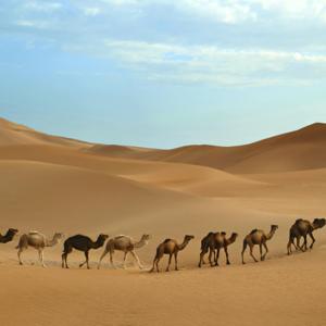 Out of The Desert