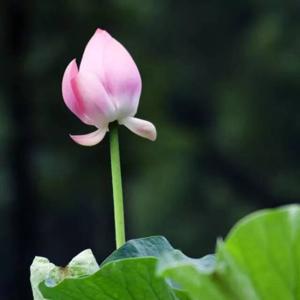 【微塵眾】佛經誦讀
