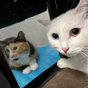 绿眼睛与白手套