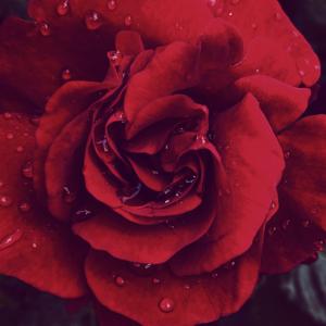 Mystic Rose of Paradise