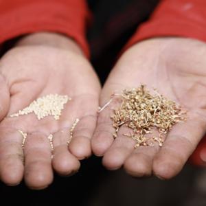 El Saber en las Semillas