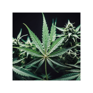 Overview of the Cannabis Industry