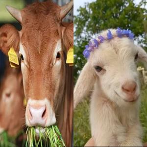 Shalat Wajib's podcast