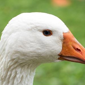 GoofyGoose's lab