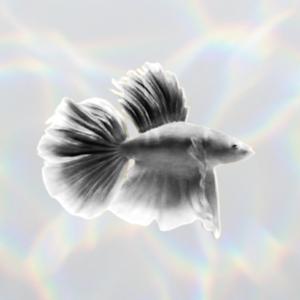 Fishbowl with Jules Terpak