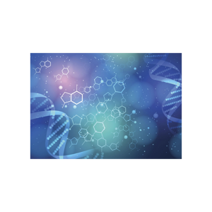 IB Biology C1.2 Cell Respiration SL