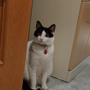Curiosidades sobre los gatos