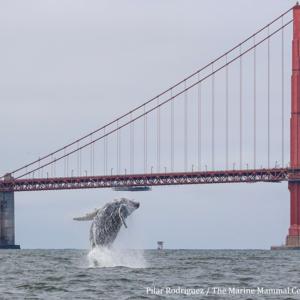 Sentinels of the Sea