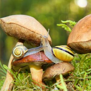 Il fantastico viaggio del pistacchio