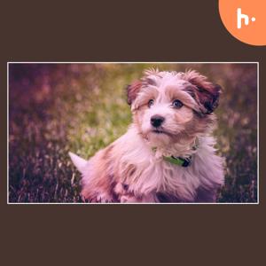 The Smallest Dog Breed: Tiny Size, Big Personality
