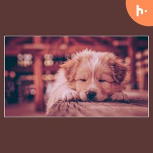 The Ultimate Guide to Puppy Essentials: Everything You Need for Your New Furry Friend