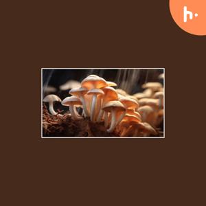 Start Your Mushroom Cultivation Journey with Lady Hyphae’s Cultures