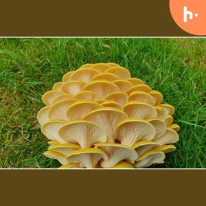 A Beginner's Guide to Cultivating Psychedelic Mushroom Spores