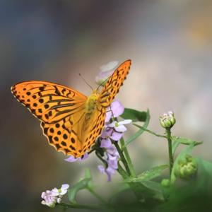 Armonía Trascendental