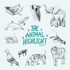 The Animal Highlight